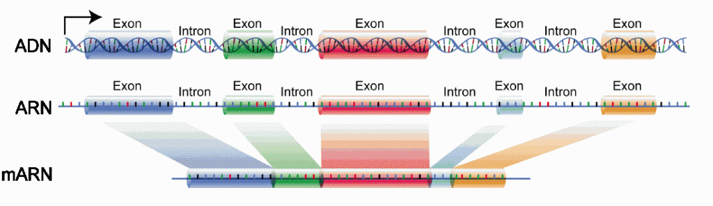 ADN intrones y exones